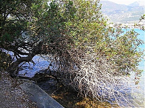 Click to enlarge